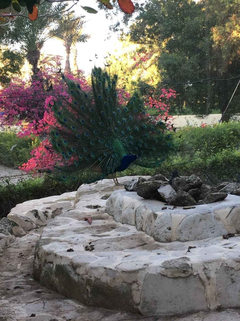 تور کیش و راهنمای جامع سفر